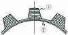 Spline broach with rear round blades